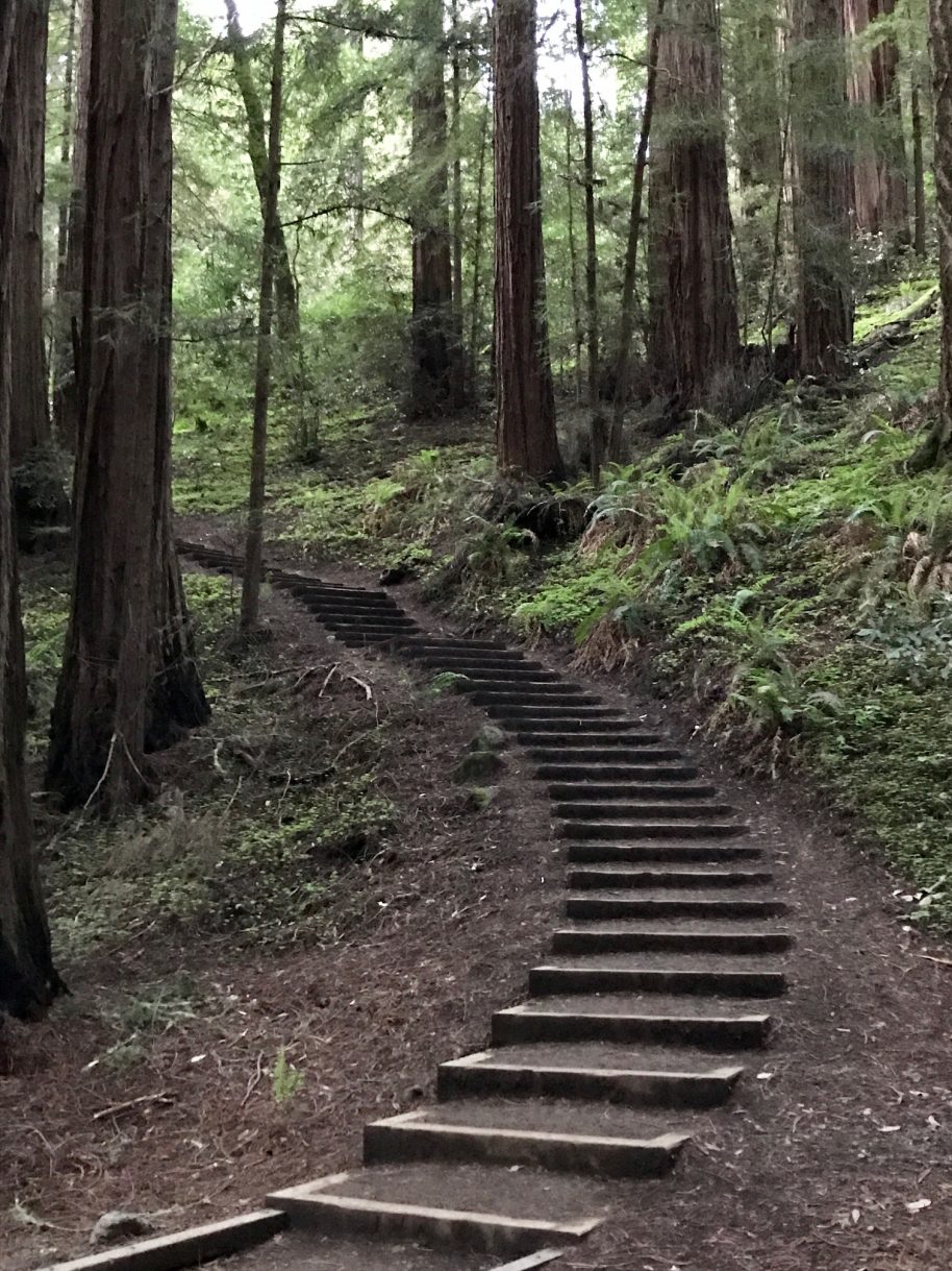 Muir Woods National Monument features coastal redwoods and easy hikes with jaw-dropping beauty. Consider this a must-see during your San Diego visit!