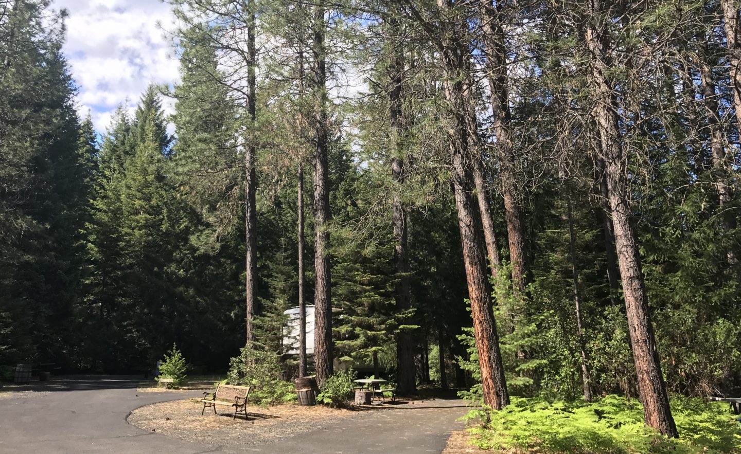 Sites at Crater Lake RV Park have enough trees between them to offer privacy with natural views, and most back up to forested areas.