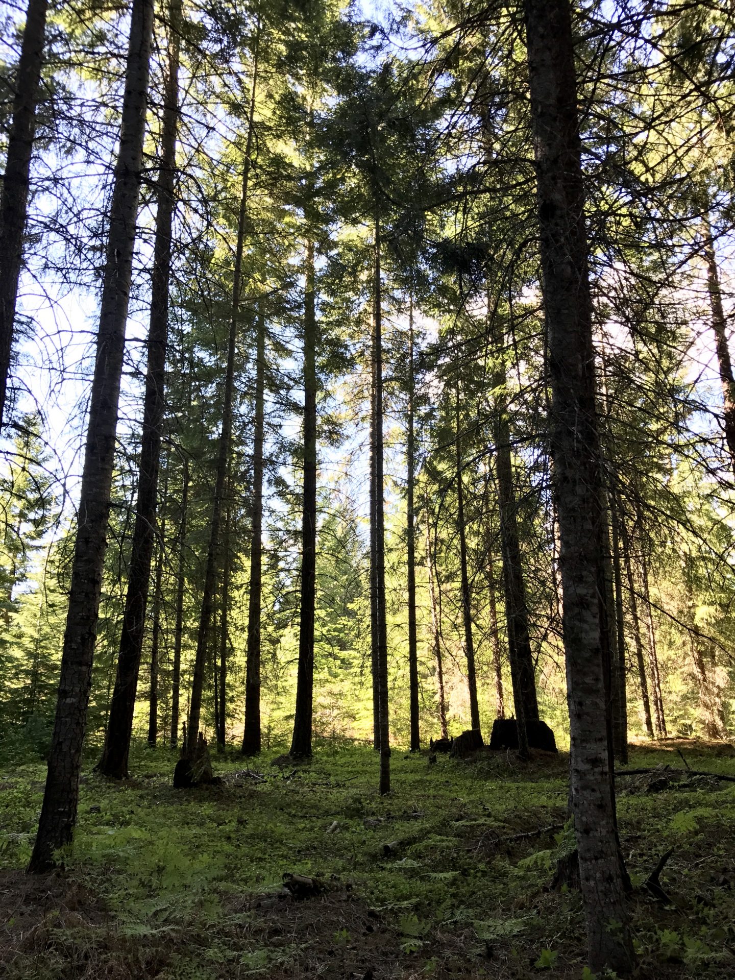 We hiked trails from the campground and found many beautiful forest areas like this one.