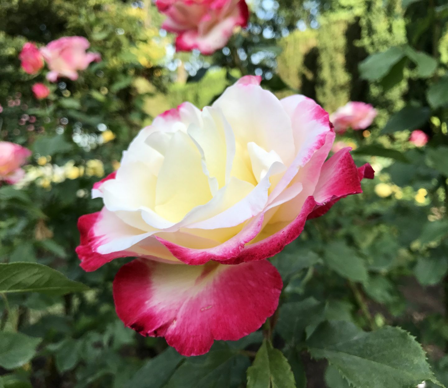 The International Rose Test Garden is only about 1/2 hour from the resort.
