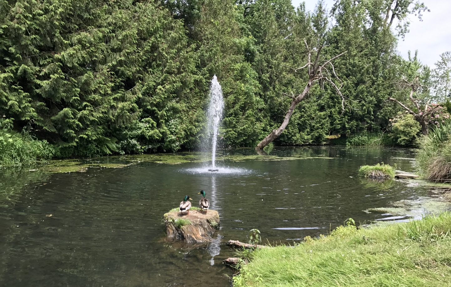 Guests can picnic alongside this pond and pick up treats in the resort office to feed the ducks.