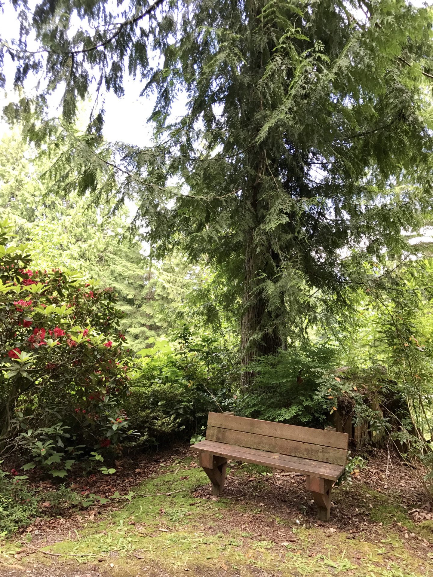 Relaxing places like this bench and a gazebo in the woods can be found sprinkled throughout Tall Chief RV Resort, inviting guests to slow down and enjoy nature.